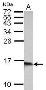 Galectin 1 Antibody in Western Blot (WB)