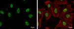 SIN3B Antibody in Immunocytochemistry (ICC/IF)