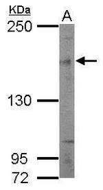 SIN3B Antibody in Western Blot (WB)