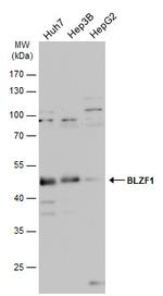 BLZF1 Antibody in Western Blot (WB)