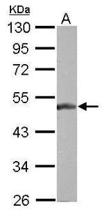 BLZF1 Antibody in Western Blot (WB)