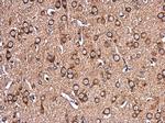 EHD4 Antibody in Immunohistochemistry (Paraffin) (IHC (P))