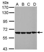 EHD4 Antibody in Western Blot (WB)