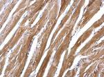 SGCE Antibody in Immunohistochemistry (Paraffin) (IHC (P))