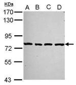 PCDHA2 Antibody in Western Blot (WB)