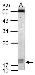 PPIL3 Antibody in Western Blot (WB)