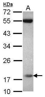 PPIL3 Antibody in Western Blot (WB)