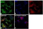 TOLLIP Antibody in Immunocytochemistry (ICC/IF)