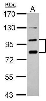 PCDHA6 Antibody in Western Blot (WB)