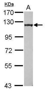 p400 Antibody in Western Blot (WB)