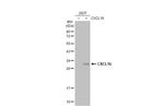 CXCL16 Antibody in Western Blot (WB)