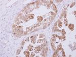 RBKS Antibody in Immunohistochemistry (Paraffin) (IHC (P))