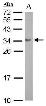 BOLL Antibody in Western Blot (WB)