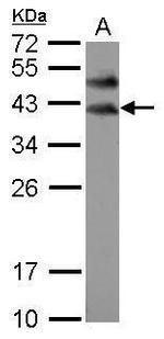 BOLL Antibody in Western Blot (WB)