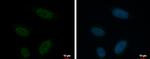 KCTD15 Antibody in Immunocytochemistry (ICC/IF)