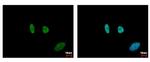 SMC6 Antibody in Immunocytochemistry (ICC/IF)