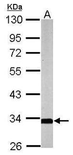 SLC25A22 Antibody in Western Blot (WB)