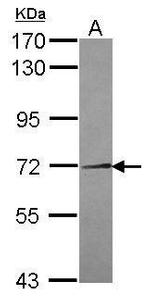 NEK11 Antibody in Western Blot (WB)