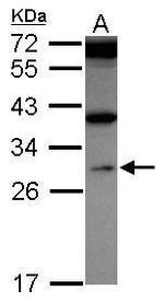 WDR61 Antibody in Western Blot (WB)