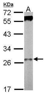 WDR61 Antibody in Western Blot (WB)