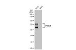 Nectin 4 Antibody in Western Blot (WB)