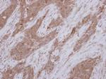 TEKT1 Antibody in Immunohistochemistry (Paraffin) (IHC (P))