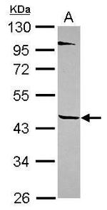 TEKT1 Antibody in Western Blot (WB)