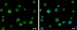 Kindlin 3 Antibody in Immunocytochemistry (ICC/IF)