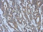 Kindlin 3 Antibody in Immunohistochemistry (Paraffin) (IHC (P))