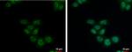 SETDB2 Antibody in Immunocytochemistry (ICC/IF)