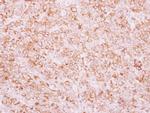 TEM8 Antibody in Immunohistochemistry (Paraffin) (IHC (P))