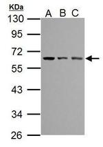 TEM8 Antibody in Western Blot (WB)