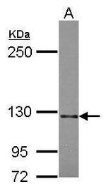 SEMA5A Antibody in Western Blot (WB)