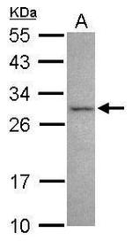 NRBP2 Antibody in Western Blot (WB)