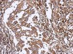 LAX1 Antibody in Immunohistochemistry (Paraffin) (IHC (P))