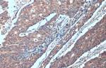 SMURF2 Antibody in Immunohistochemistry (Paraffin) (IHC (P))