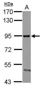 SMURF2 Antibody in Western Blot (WB)