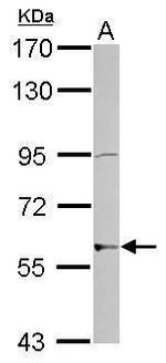 ZNF596 Antibody in Western Blot (WB)