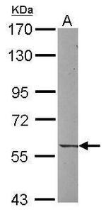 UNC5CL Antibody in Western Blot (WB)