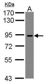 ADAM23 Antibody in Western Blot (WB)