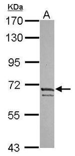 KV4.3 (KCND3) Antibody in Western Blot (WB)