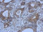 G72 Antibody in Immunohistochemistry (Paraffin) (IHC (P))