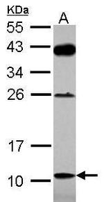 G72 Antibody in Western Blot (WB)