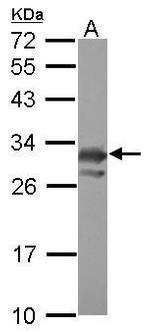 PCMT1 Antibody in Western Blot (WB)