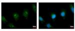 PLA2G4A Antibody in Immunocytochemistry (ICC/IF)