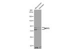 MPP5 Antibody in Western Blot (WB)