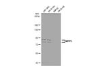 MPP5 Antibody in Western Blot (WB)