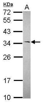 RNaseH1 Antibody in Western Blot (WB)