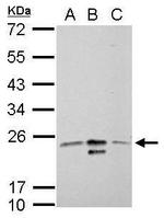 MRRF Antibody in Western Blot (WB)