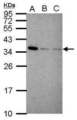 IFI35 Antibody in Western Blot (WB)